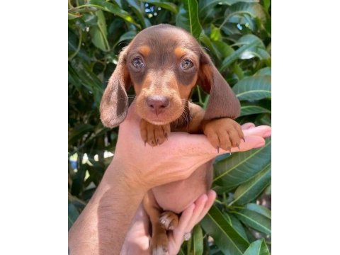 Çikolata ve çikolata merle dachshund yavrular
