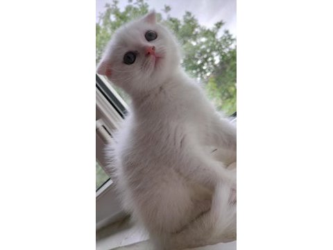 Scottish fold dişi hemen teslim