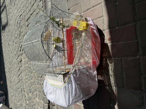 Bilezikli mutasyon yavru yapan çift 3000
