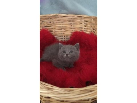 British shorthair minnoslarim