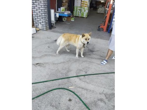 Akita japon akıllı köpeği sadik ve savunmacı