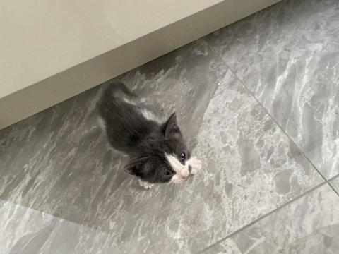 1,5 aylık yavru kedimiz acil yuva