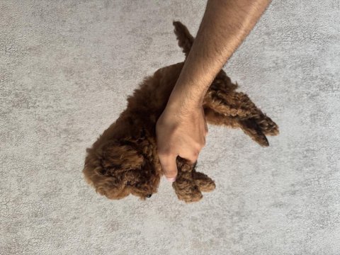 Kore (teacup) poodle 2 aylık
