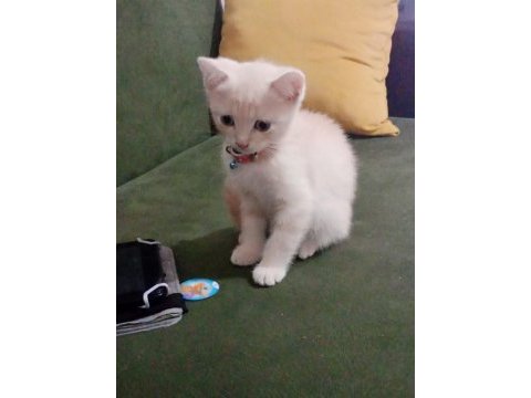 2 aylık british kedi kuru mama yiyor tuvalet eğitimi var