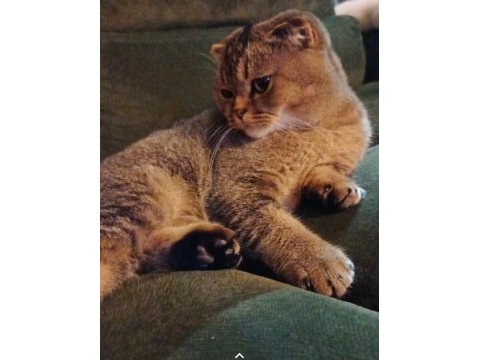 Scottish fold oğlumuza eş arıyoruz