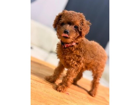 Teacup dişi toy poodle