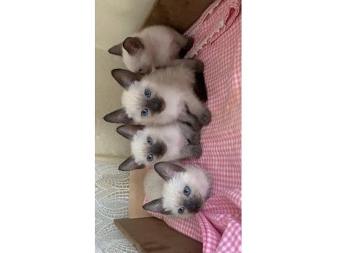 3 aylık kırık kuyruk siyam kedisi