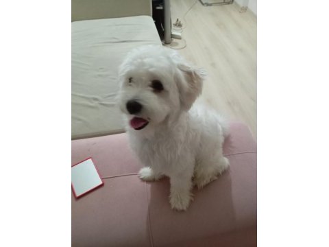 Eğitimli oyuncu maltese