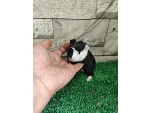 Tatlı guinea pig yavruları istanbul