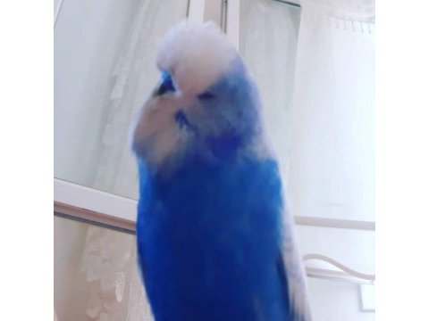 Konuşan show jumbo muhabbet kuşu