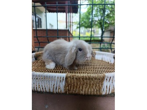 Hollanda teddy lop tavşan yavrular