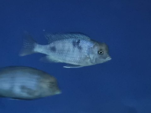 1 erkek ve 8 dişi koloni yunus balıklar