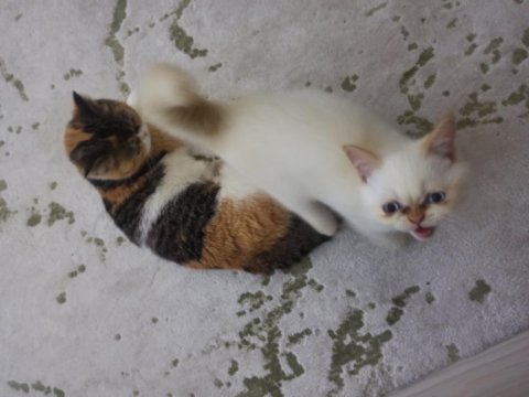 2,5 aylık erkek mavi gözlü kedim