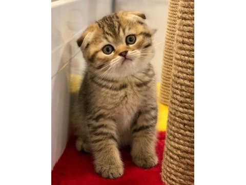 A++ kalite golden tabby scottish fold yavrular