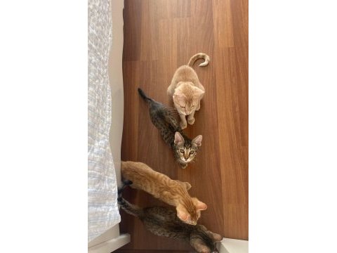Ev kedisi sütten yeni kesildi yavrularımız