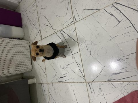 Köpeğimize uygun iyi bir aile arıyoruz uyguna verilecektir