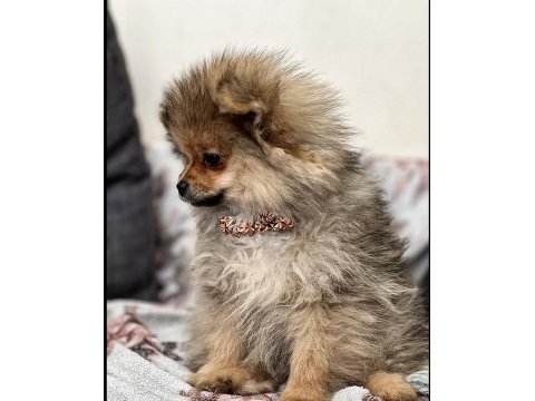 Bebek yavrumuz pomeranian boo