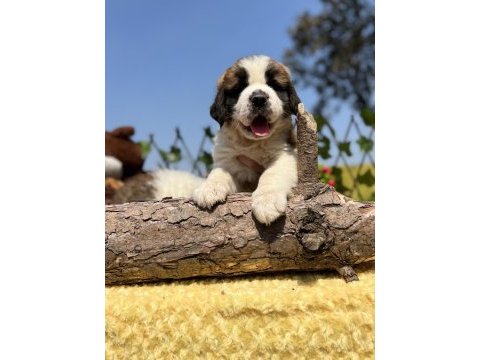 Harika anatomi üst kalite st bernard yavrular