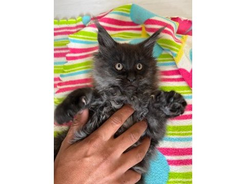 Güzel maine coon bebekler