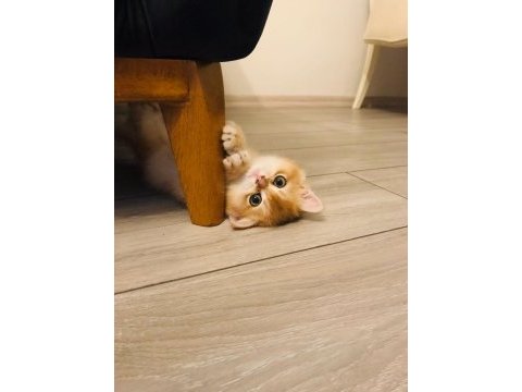 3.5 aylık golden ny 25 şecereli erkek british shorthair