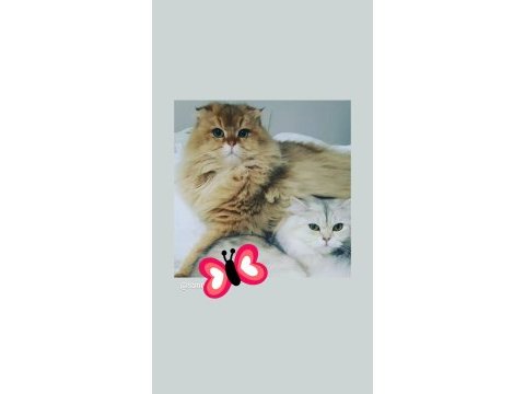 British longhair ve scottish fold longhair