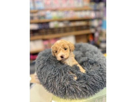 Orj. babyface maltipoo bebeklerimiz