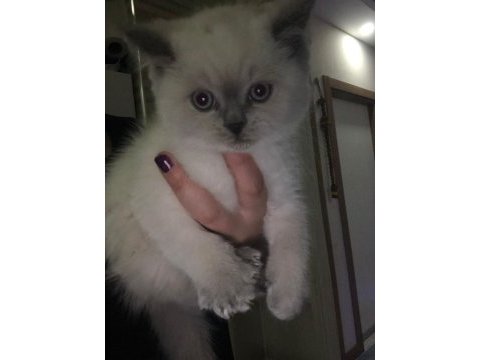 Blue point 50 günlük scottish fold