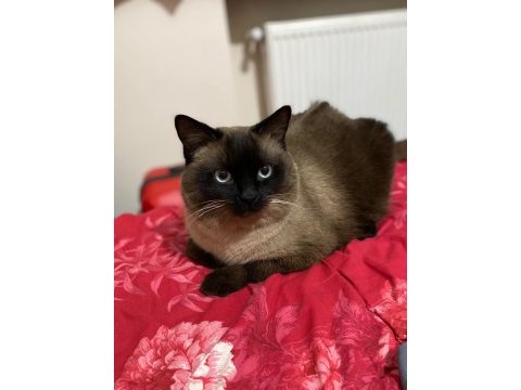3 adet minik ragdoll yavru