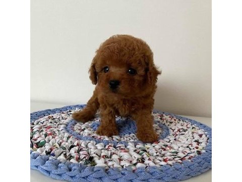 Toy poodle kore kan yavrular