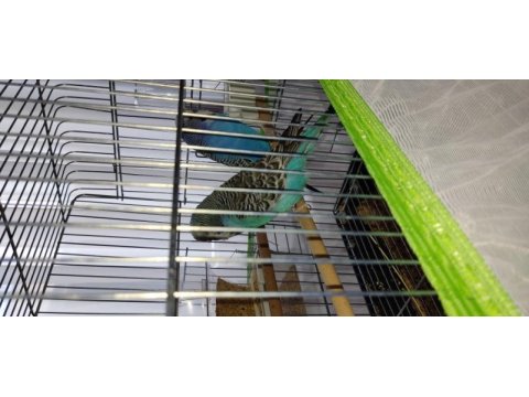 Çift jumbo muhabbet kuşu satılık veya takas