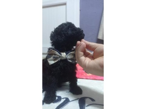 Siyah inci poodle oğlumuz yeni yuvasını arıyor