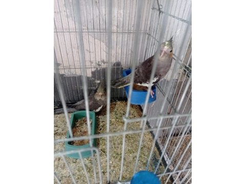 Sultan papağanı kaliteli sağlıklı