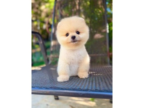 Orjinal pomeranian boo yavrumuz 