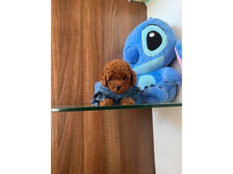 Show kalite toy poodle yavruları