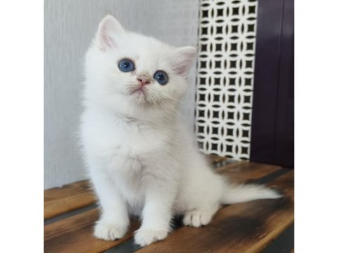 British shorthair ny12 33 erkek