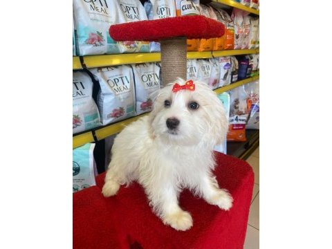 Maltese terrier yavrular