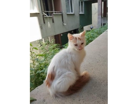 Pamuk dişi kedimize yuva arıyoruz
