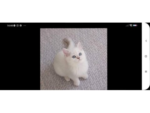 British longhair lynx point yavrular
