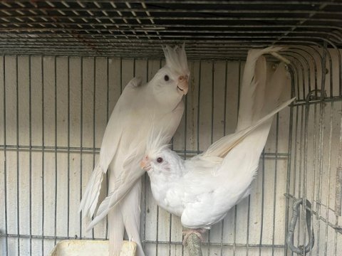 Albino sultan papağanı takım