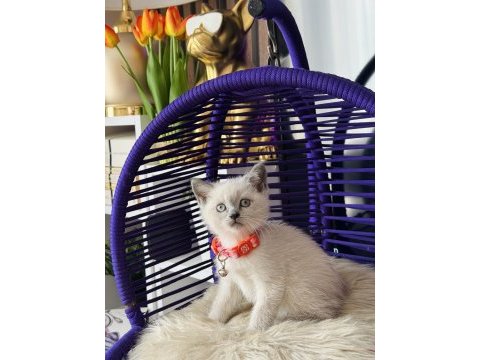 Safkan british shorthair yavrular