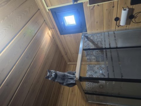 1 yaşında dişi russian blue