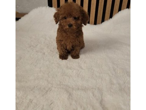 Toypoodle yavrularımız 