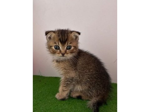 Scottish fold golden ny11