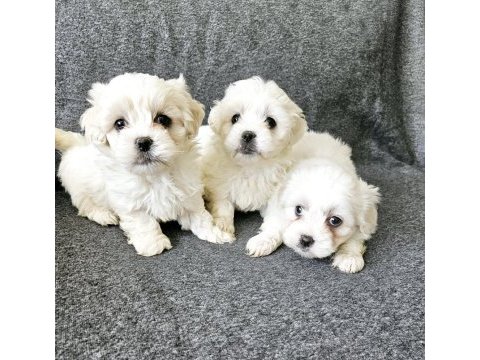 0 numara maltese terrier bebekler
