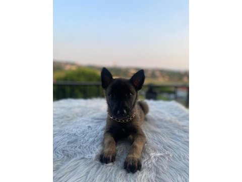 Gelen alır belçika kurdu
