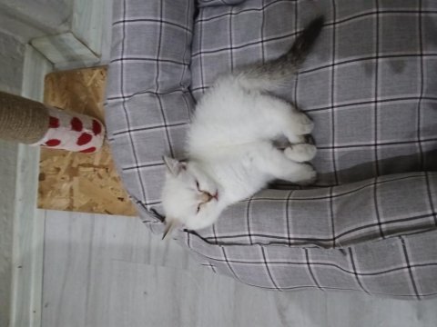 Mavi gözlü safkan dişi british shorthair yavrum