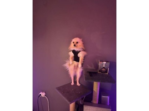 German spitz pomeranian