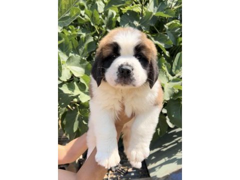 Muhteşem görsele sahip st bernard yavrular
