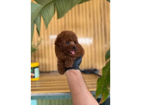 Toy poodle bebekler referans yavru