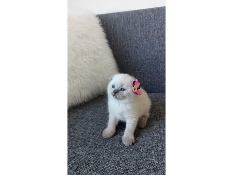 Blue point scottish fold yavrular